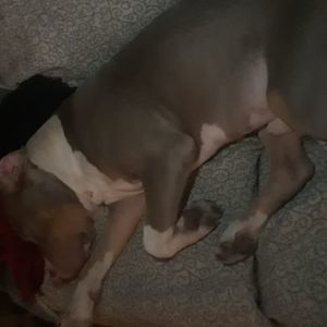 Meet your Posher, Casper